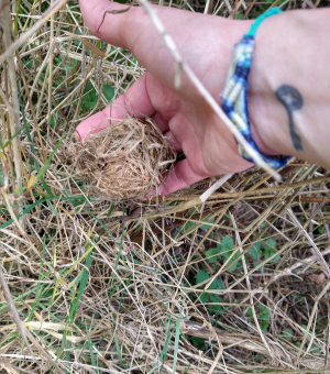 Warwick Sustainability: Harvest Mouse Survey