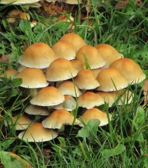 Warwick Sustainability: Biodiversity Walk
